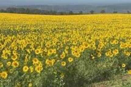 Grundstück zu verkaufen in Wallerfangen 114.750 € 459 m² zimmer