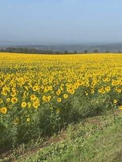 Grundstück zu verkaufen in Wallerfangen 114.750 € 459 m² zimmer