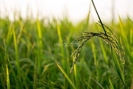 Grundstück Dietmannsried - 469.000&euro; | Angebot:25660864