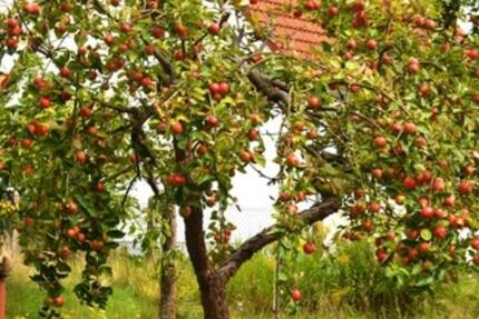Häuschen mit Obstbaum in Rgbg an Gemüseanbauer Gartenprofi zimmer