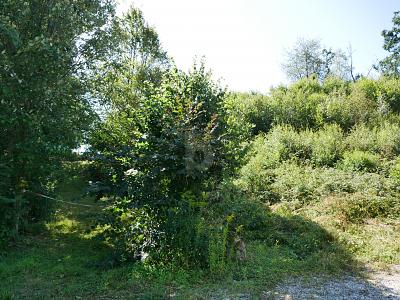 INVESTOREN: BAU EINES MEHRFAMILIENHAUS ODER 2 DHH - Grundstück Regenstauf | Angebot:24648706