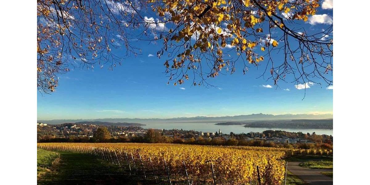 Mehrfamilienhaus, Wohnhaus Überlingen - 8 Zimmer, 200 m&sup2;, 2.450.000&euro; | Angebot:26816451