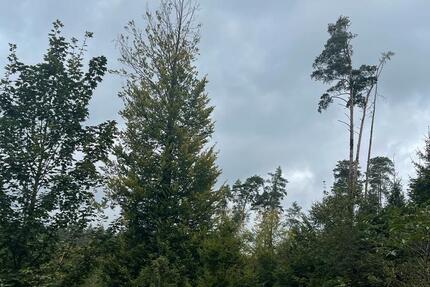 Waldfläche, 13.000 m², Gem. Isling zimmer