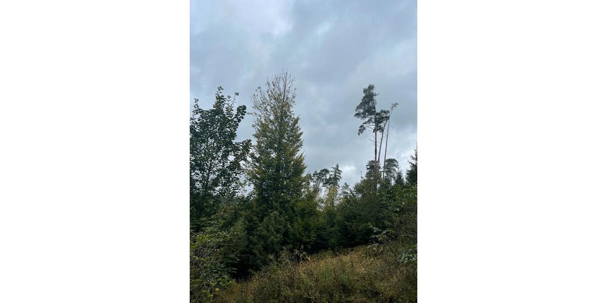 Waldfläche, 13.000 m², Gem. Isling zimmer