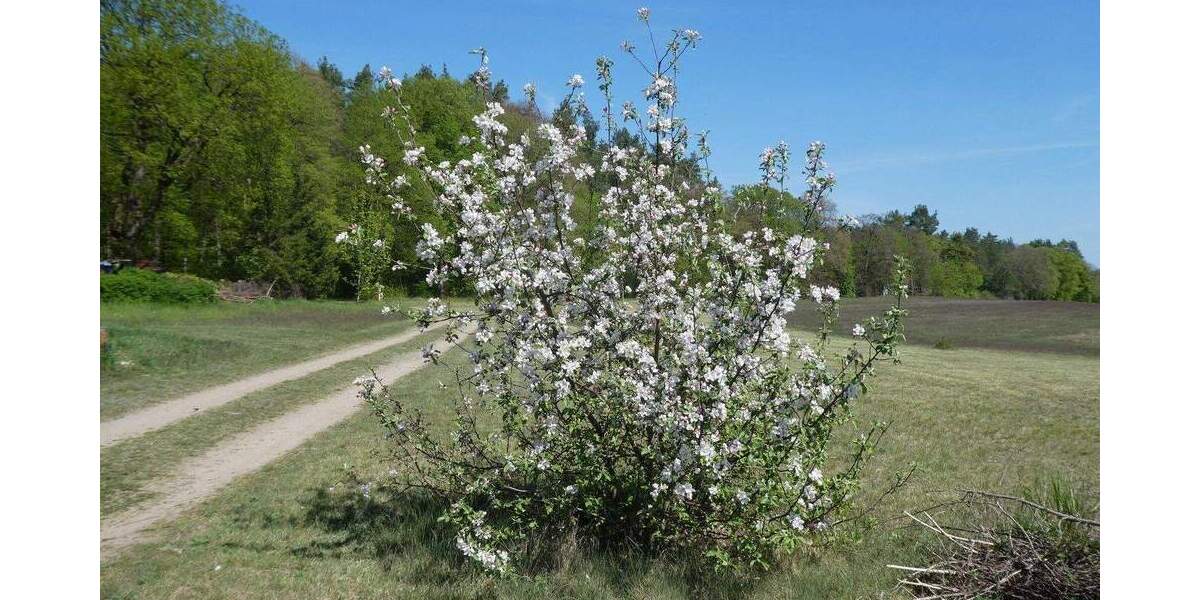 Mehrfamilienhaus, Wohnhaus Templin Klosterwalde - 1 Zimmer, 400 m&sup2;, 649.000&euro; | Angebot:25823310