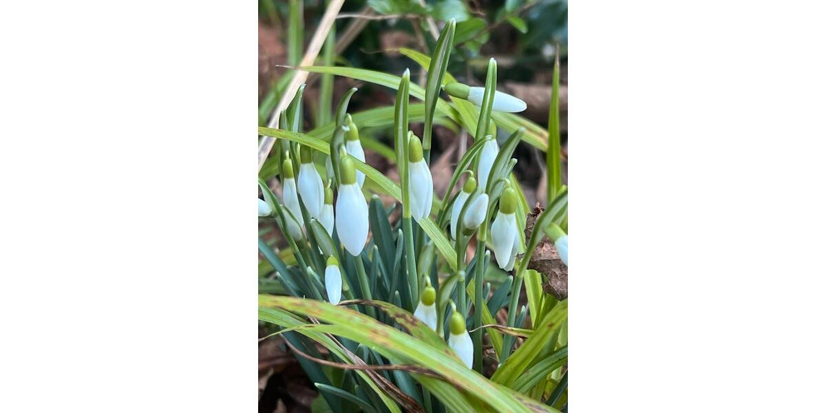 Reihenhaus Aachen Eilendorf - 250.000&euro; | Angebot:24981455