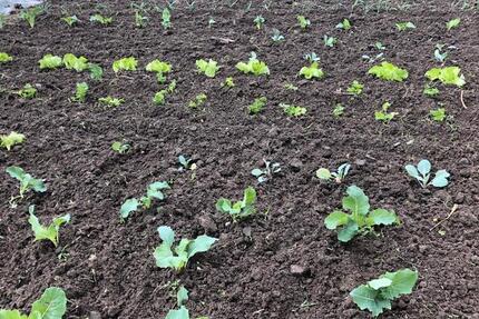 Grundstück Dortmund Eving - 259&euro; | Angebot:24696874