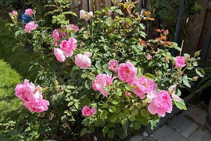 Bauernhaus in Gumbsheim zu vermieten 5 zimmer