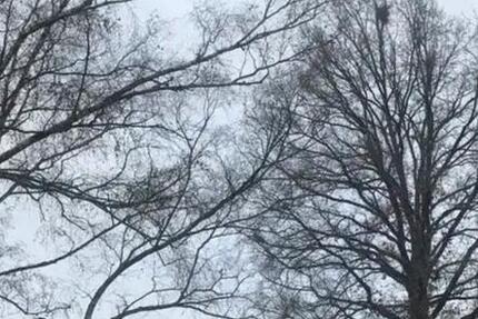 Gepflegtes EFH in 77654 Offenburg 4 zimmer