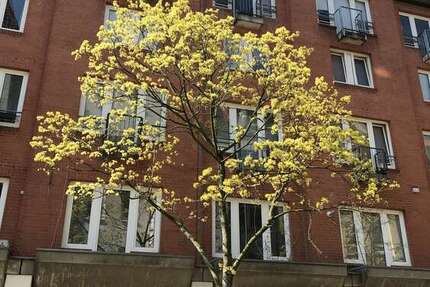 Wohnung zum Kaufen in Kiel 110.000 € 40.21 m² 1 zimmer