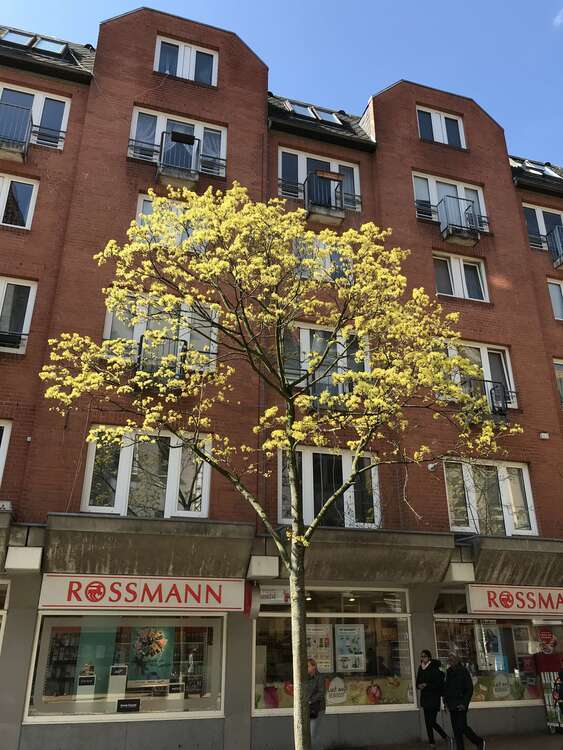 Wohnung zum Kaufen in Kiel 110.000 € 40.21 m² 1 zimmer
