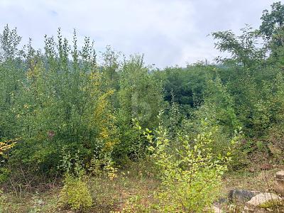 FERTIGES PROJEKT SUCHT UMSETZUNG! - Grundstück Badenweiler | Angebot:26319934