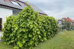 Einfamilienhaus Ellwangen (Jagst) - 6 Zimmer, 160 m&sup2;, 690.000&euro; | Angebot:26953199