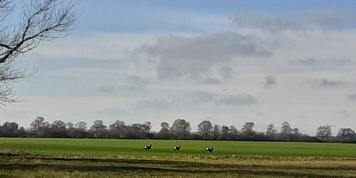 Grundstück Ducherow Schwerinsburg - 56.000&euro; | Angebot:26055327