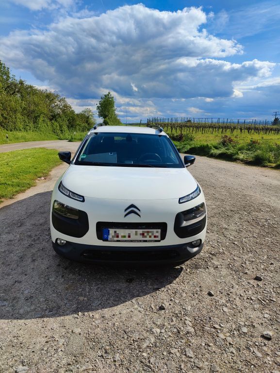 C4 Cactus