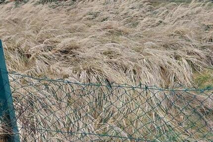 Grundstück Dresden Klotzsche - 150.000&euro; | Angebot:25372191