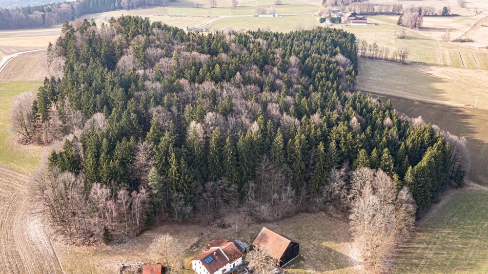 Lebensraum Wald: Fichte, Buche und Lärche in Generationen gewachsen - Grundstück Waldmünchen / Untergrafenried Untergrafenried | Angebot:26531345