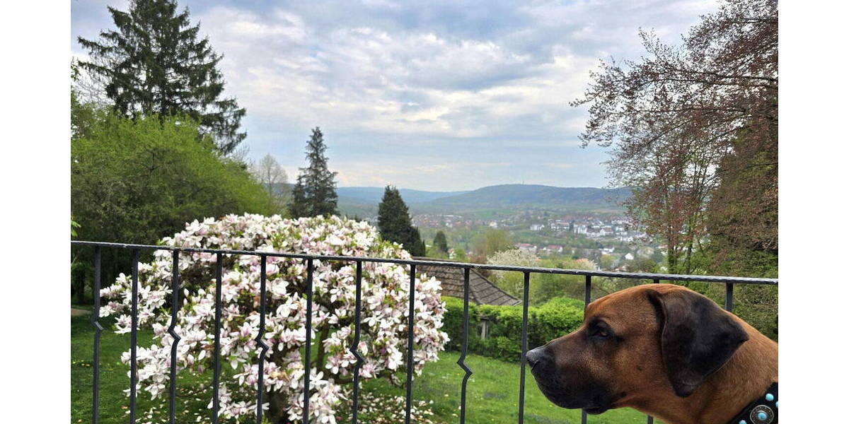 Einfamilienhaus Homberg - 1 Zimmer, 240 m&sup2;, 450.000&euro; | Angebot:26274279