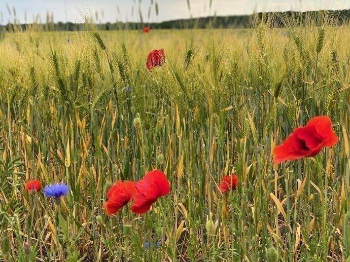 Grundstück Nauen - 133.760&euro; | Angebot:25999238