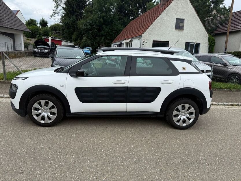 C4 Cactus