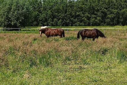 Reitanlage Stall 22 Boxen + gehobene Wohnung Wohnungen Hille 4 zimmer