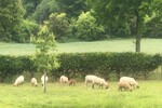 ALLEINLAGE *14.527qm -Wohnen*TierPferdehaltung*Gewerbe mögl - Einfamilienhaus Beverungen | Angebot:25224327