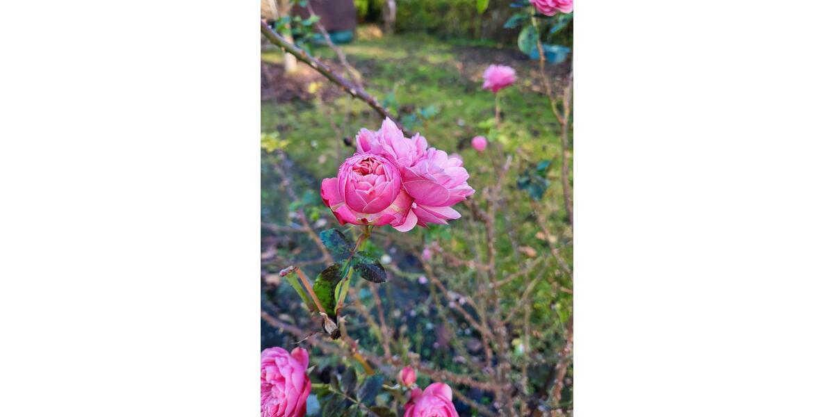 Grundstück Brandenburg an der Havel Kirchmöser Dorf - 22.000&euro; | Angebot:25843780