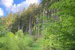 Grundstück Flossenbürg Altenhammer - 54.000&euro; | Angebot:25727289