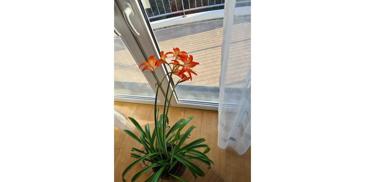 Etagenwohnung Schöneiche bei Berlin - 2 Zimmer, 55 m&sup2;, 213.000&euro; | Angebot:26612735