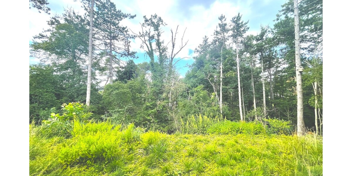 Naturnah: Traumhaus in Aussichtslage - Zweifamilienhaus Mosbach | Angebot:25904161