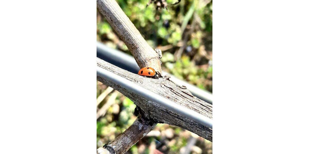 Etagenwohnung Oberkirch Tiergarten - 2 Zimmer, 48 m&sup2;, 410&euro; | Angebot:25531217