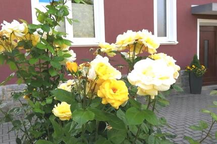 Wohnung Hof Altstadt - 1 Zimmer, 51 m&sup2;, 380&euro; | Angebot:26413752