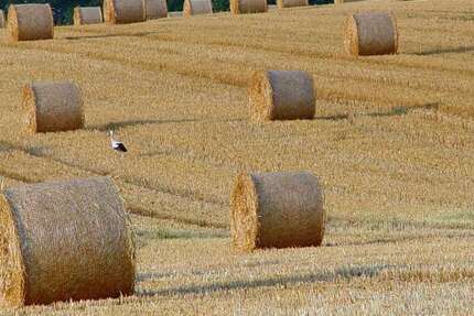 Grundstück Lübs - 99.000&euro; | Angebot:25200269