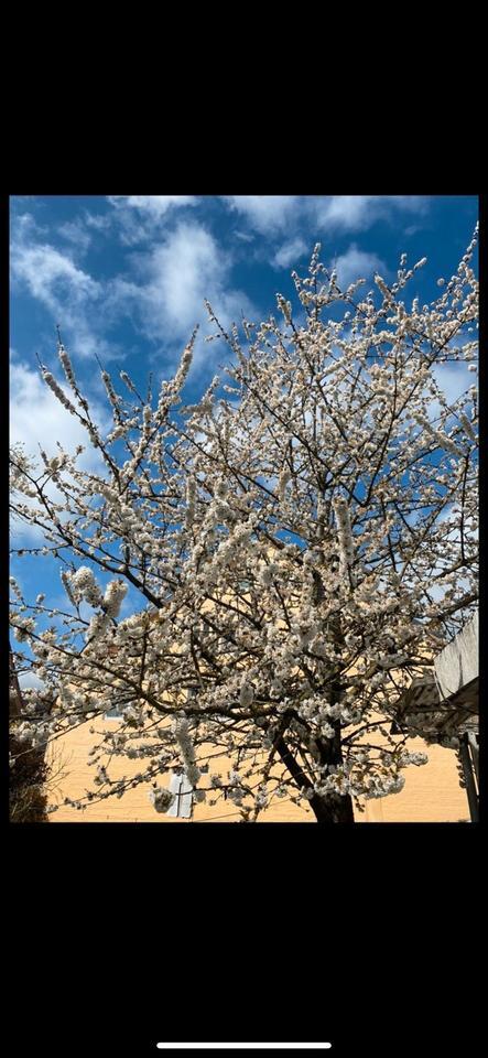 3 Familienhaus zu. Verkaufen. 14 Zimmer von privat keine Makler zimmer