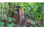 Mehrfamilienhaus, Wohnhaus Treuenbrietzen - 199.000&euro; | Angebot:22127620