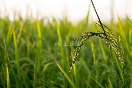 Grundstück zu verkaufen in Dietmannsried 469.000 € 940 m² zimmer