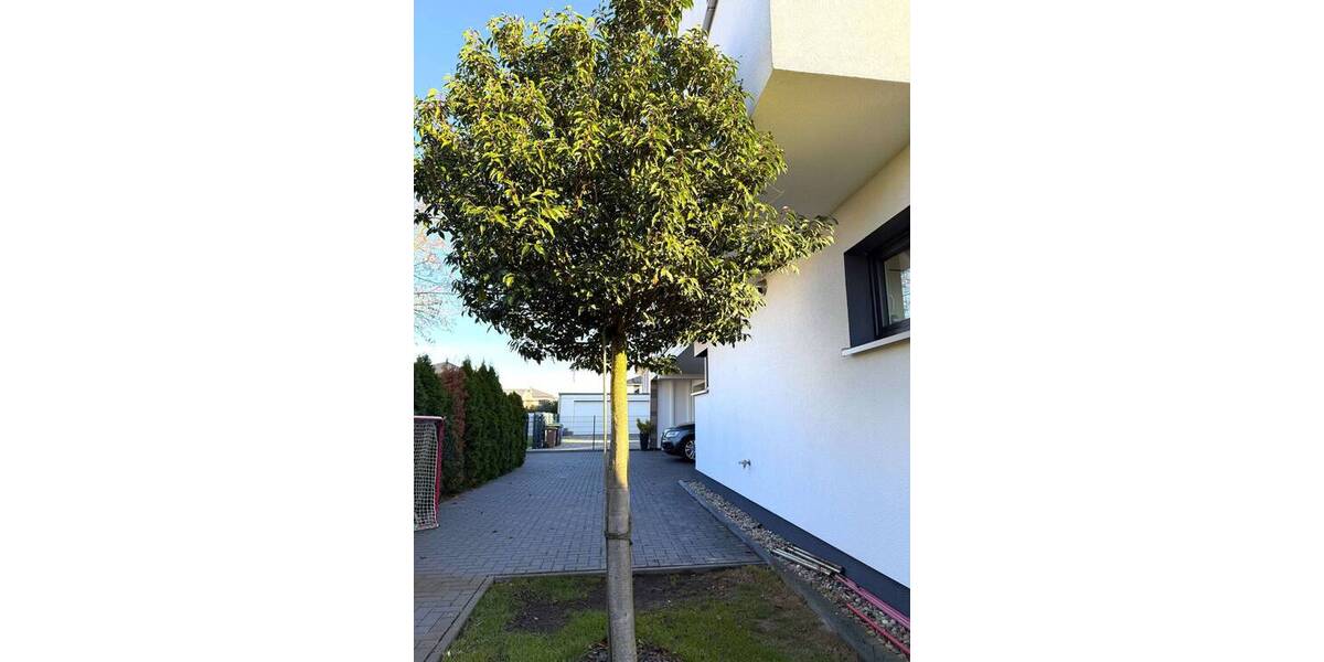 Einfamilienhaus Ahrensfelde Lindenberg - 5 Zimmer, 220 m&sup2;, 999.000&euro; | Angebot:26376089
