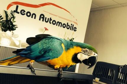 Skoda Fabia 119.500 km 13.490 &euro; Bad Oeynhausen 32547