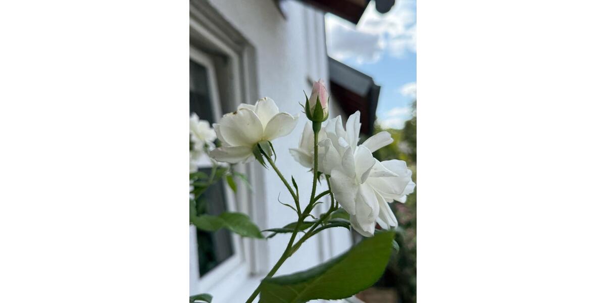 Etagenwohnung Worms Nördliche Vororte - 1 Zimmer, 34 m&sup2;, 510&euro; | Angebot:25543094