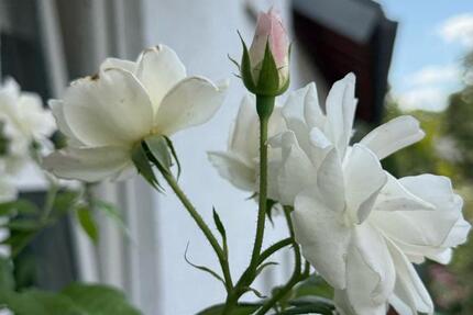 Wohnung Worms Nördliche Vororte - 1 Zimmer, 34 m&sup2;, 510&euro; | Angebot:25543094