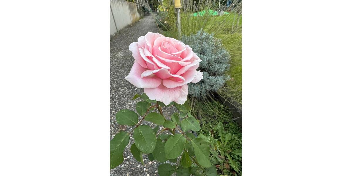 Etagenwohnung Mühltal - 4 Zimmer, 25 m&sup2;, 50&euro; | Angebot:24733675