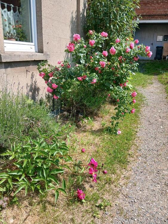 Wohnen in Garten- und Hausprojekt zimmer