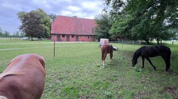 Historischer Niedersachsen- Bauernhof in Fachwerk mit Pferdeboxen u. tollen Eichenbaumbestand - Gewerbeobjekt Diepenau | Angebot:27142419
