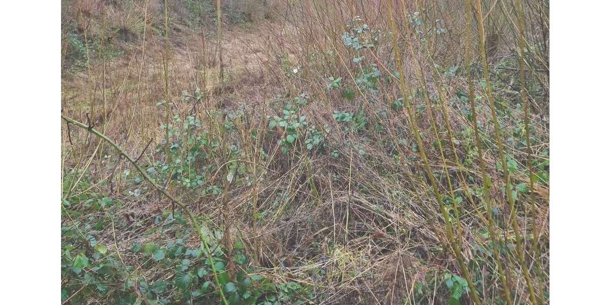 Grundstück zu verkaufen in Bad Driburg 1.250.000 € 7500 m² zimmer