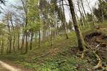 Grundstück Immendingen Mauenheim - 21.820&euro; | Angebot:25695471