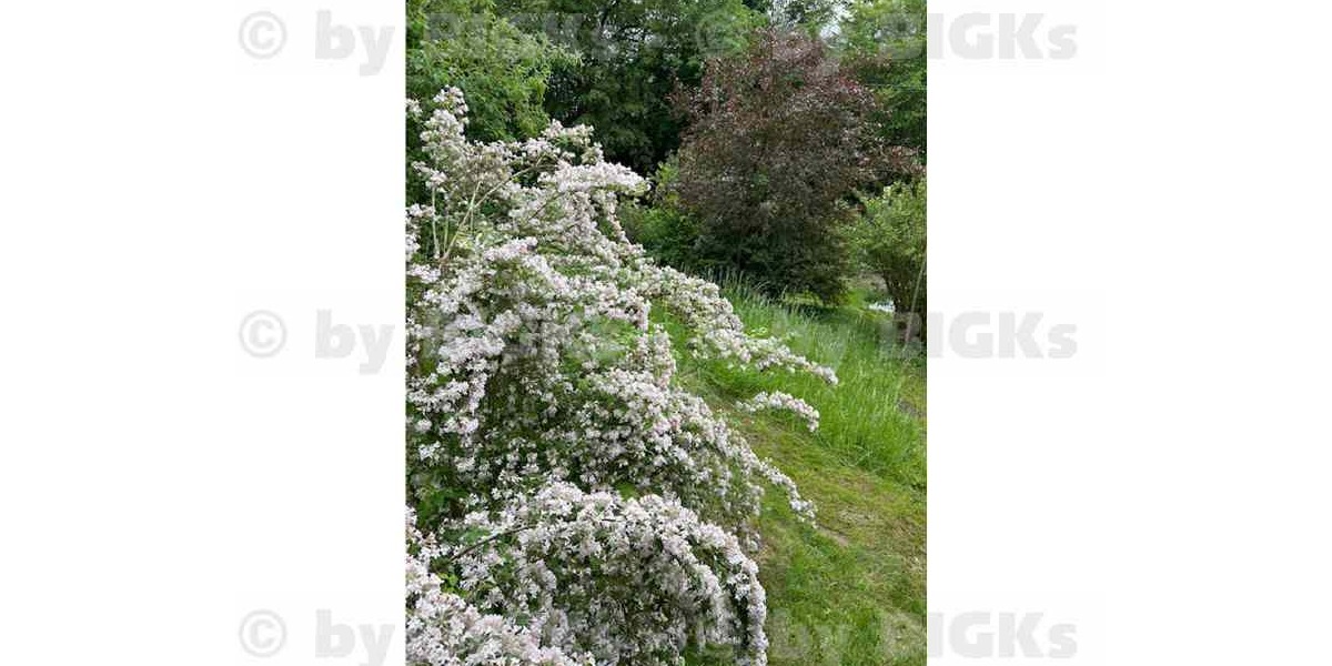 BIGKs - Schleusingen: 3 Raumwohnung mit großem Garten - inkl. Kücheneinrichtung, Duschbad (-;) - 3- Schleusingen Schleusingen | Angebot:26926253