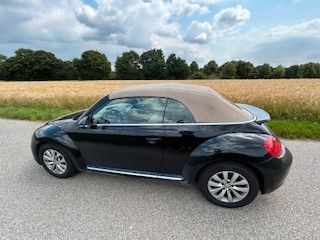 Beetle