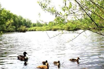 Das Wasser plätschert vor der Tür! Die SchwäneEnten - im Wasser - gehen am Ufer spazieren! 4 zimmer