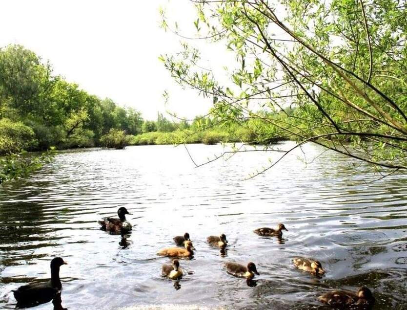Das Wasser plätschert vor der Tür! Die SchwäneEnten - im Wasser - gehen am Ufer spazieren! 4 zimmer