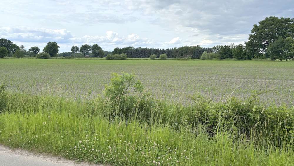 Grundstück Westerstede - 80.500&euro; | Angebot:26963545
